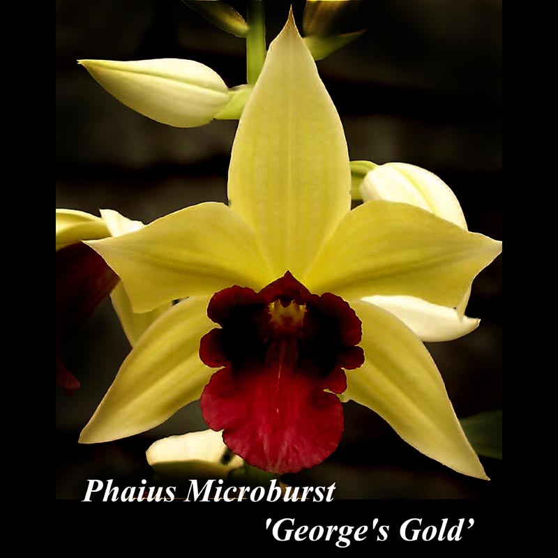 Gp. Micro Burst \'Georges Gold\' 6 inch